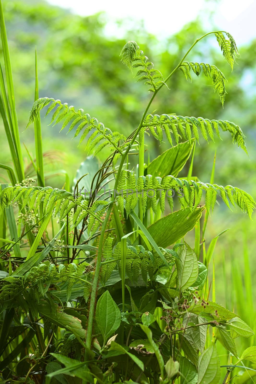 Fern plant close to the small town of Rio Verde in Central Ecuador