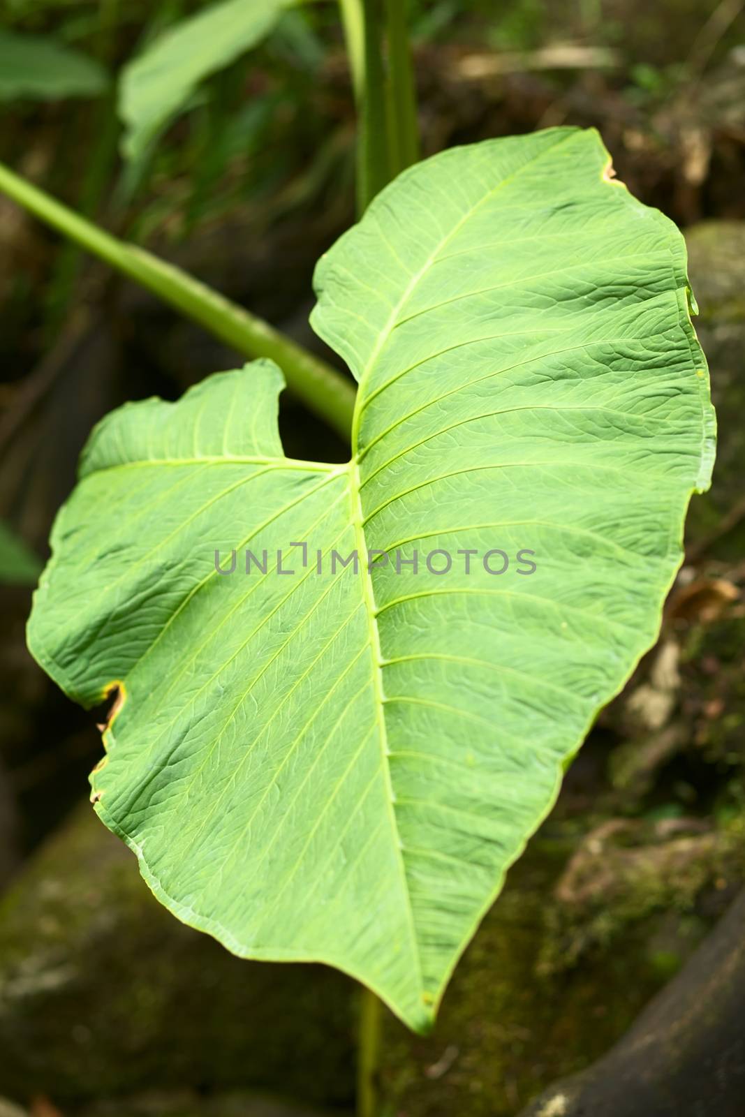 Big leaf at a small natural pool in the cloud forest close to Rio Verde in Central Ecuador (Selective Focus, Focus in the middle of the image)