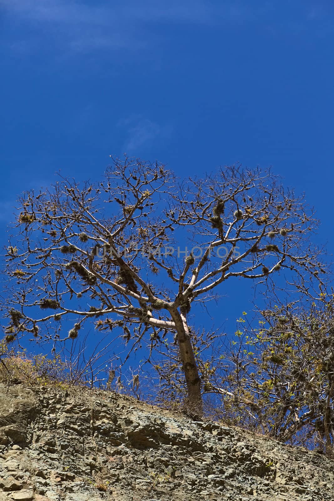 Tree in Southern Ecuador by sven