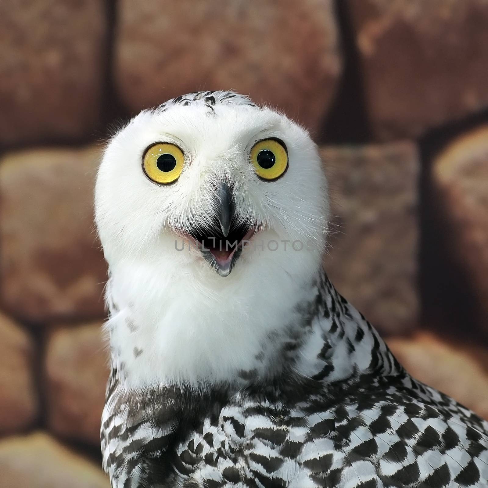 closeup of snow owl with nature background