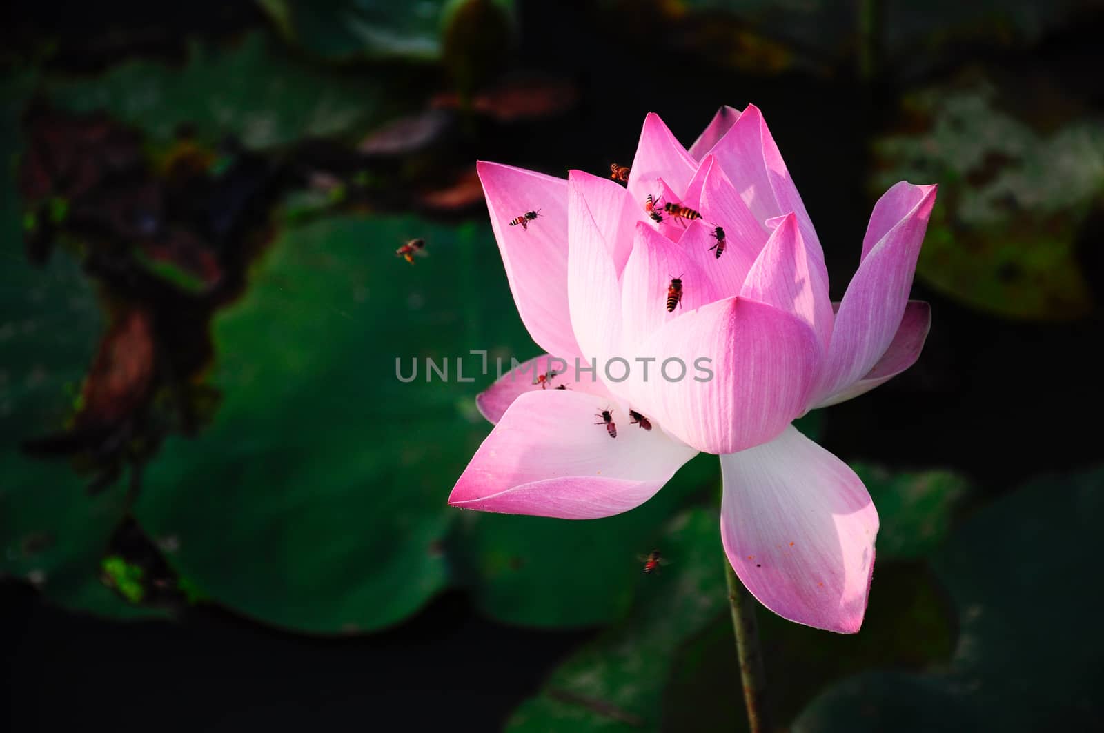 Bees get nectar from lotus flower by Komngui