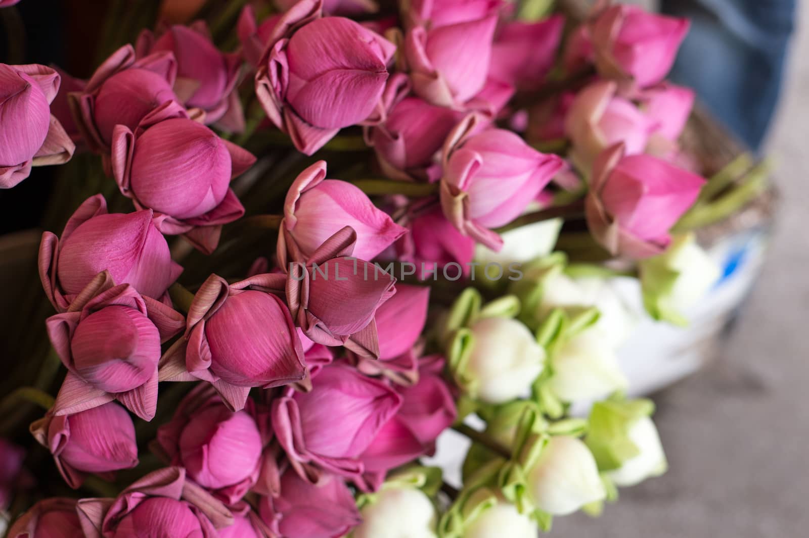 Phnom Penh, Cambodia in September 2nd 2014: Group of lotus flowers have been sold at Phsar Thmey market stall.
