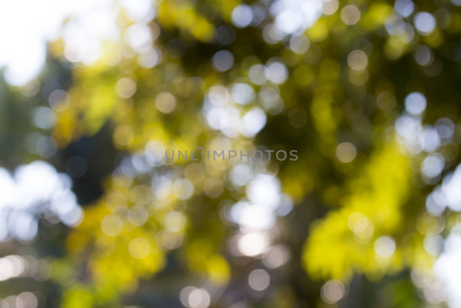 Background blur of nature in spring.