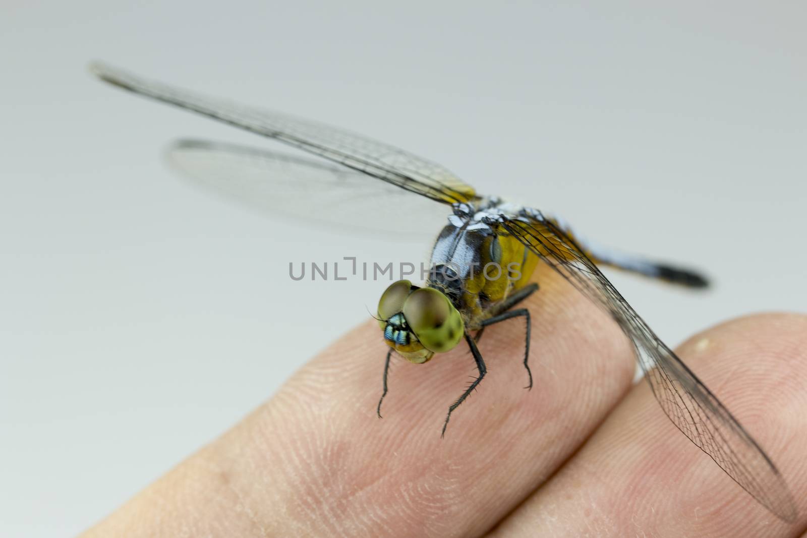Single Blue dragonfly on my  finger