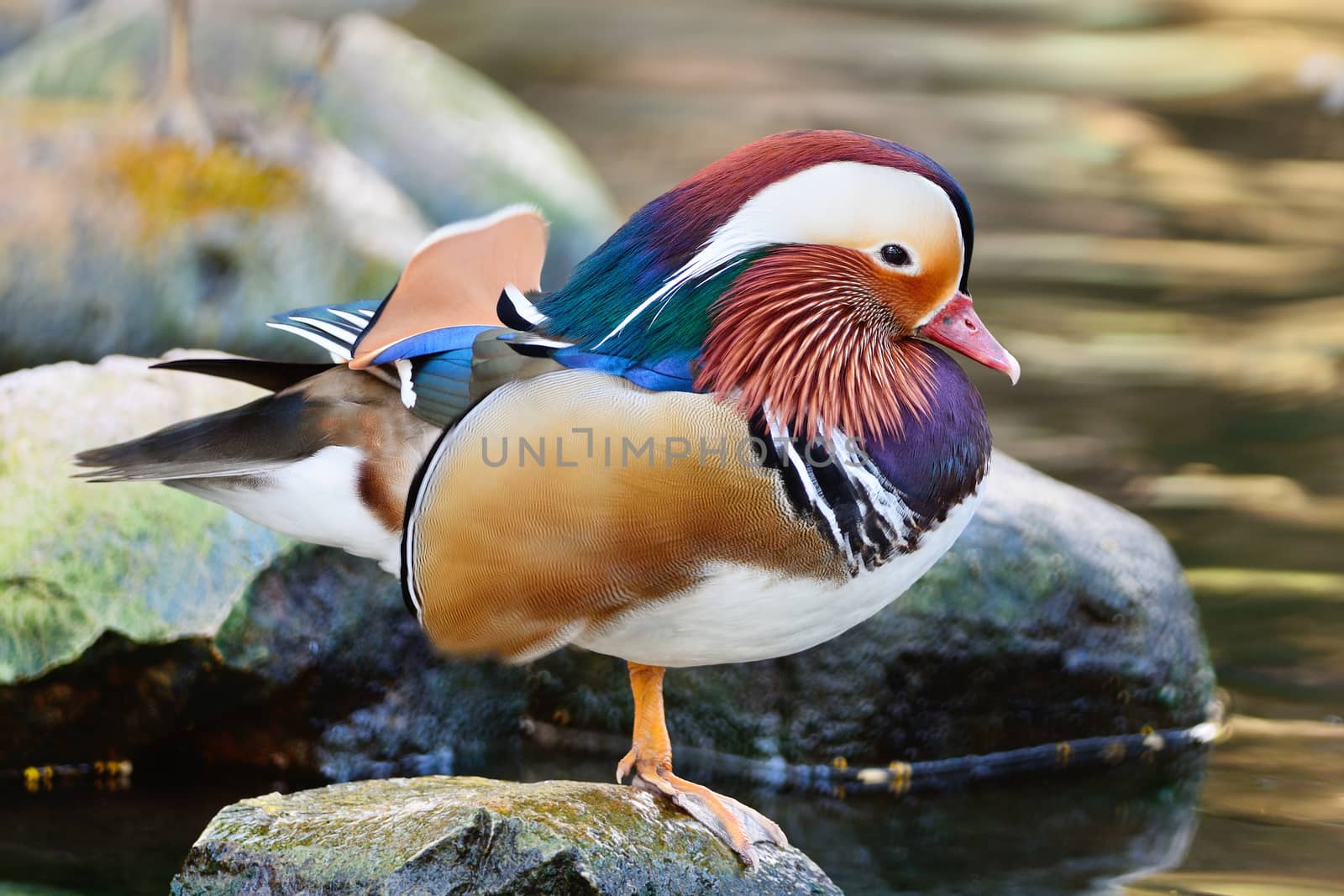 Beautiful male duck, Mandarin Duck (Aix galericulata), side profile