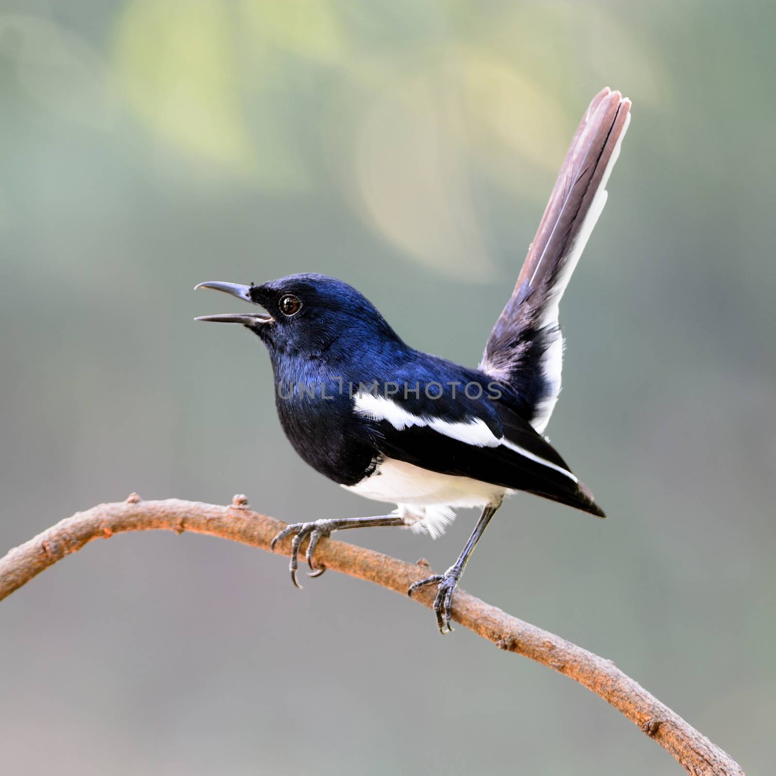 Beautiful black and white bird, male Oriental Magpie Robin (Copsychus saularis), standing on a branch, side profile