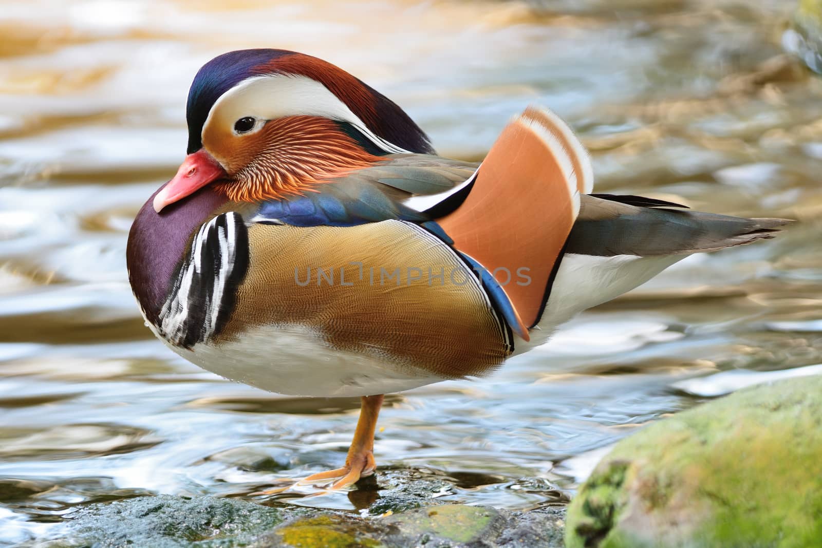 Beautiful male duck, Mandarin Duck (Aix galericulata), side profile