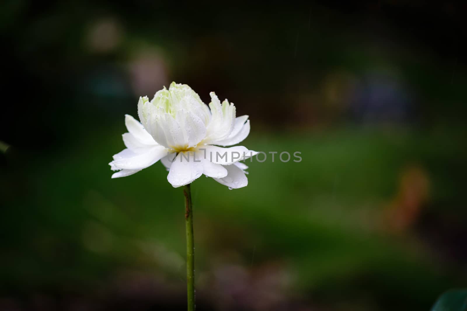 White lotus flower in the rain by Komngui