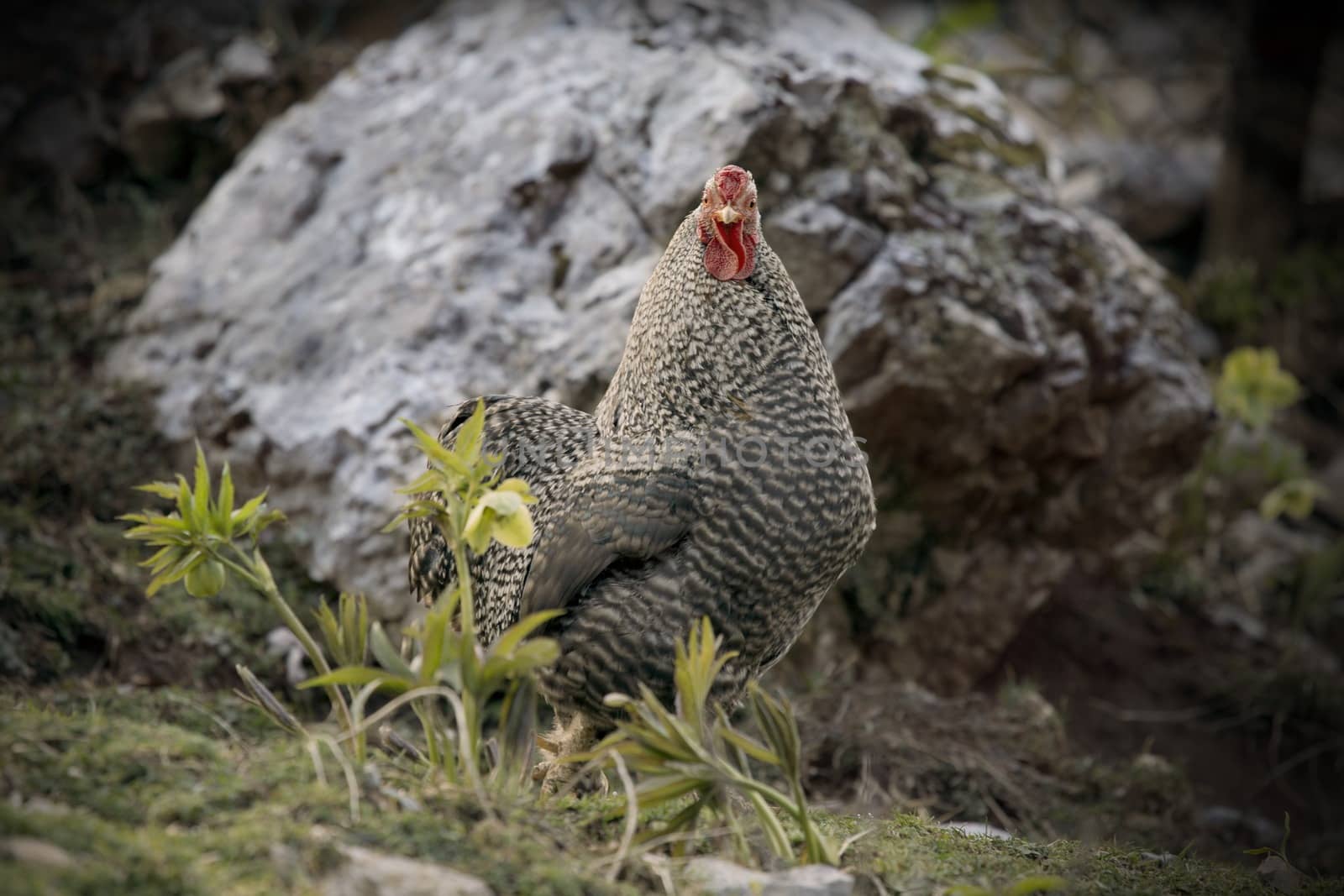 Picture of a chicken hidden in camouflage