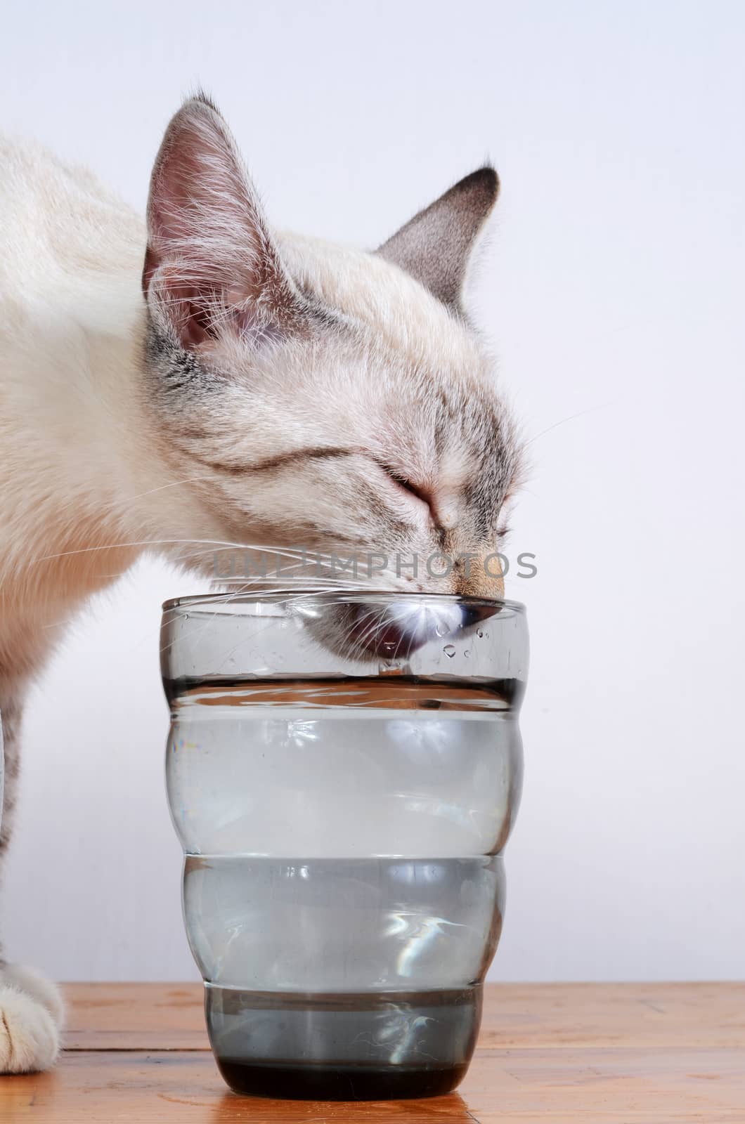 cute kitten drinking