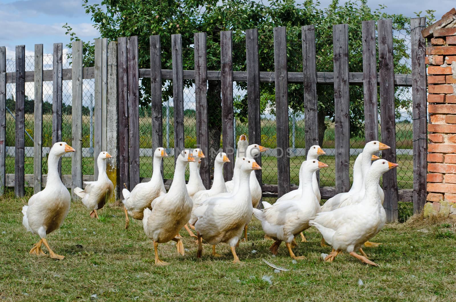 white gooses by sarkao