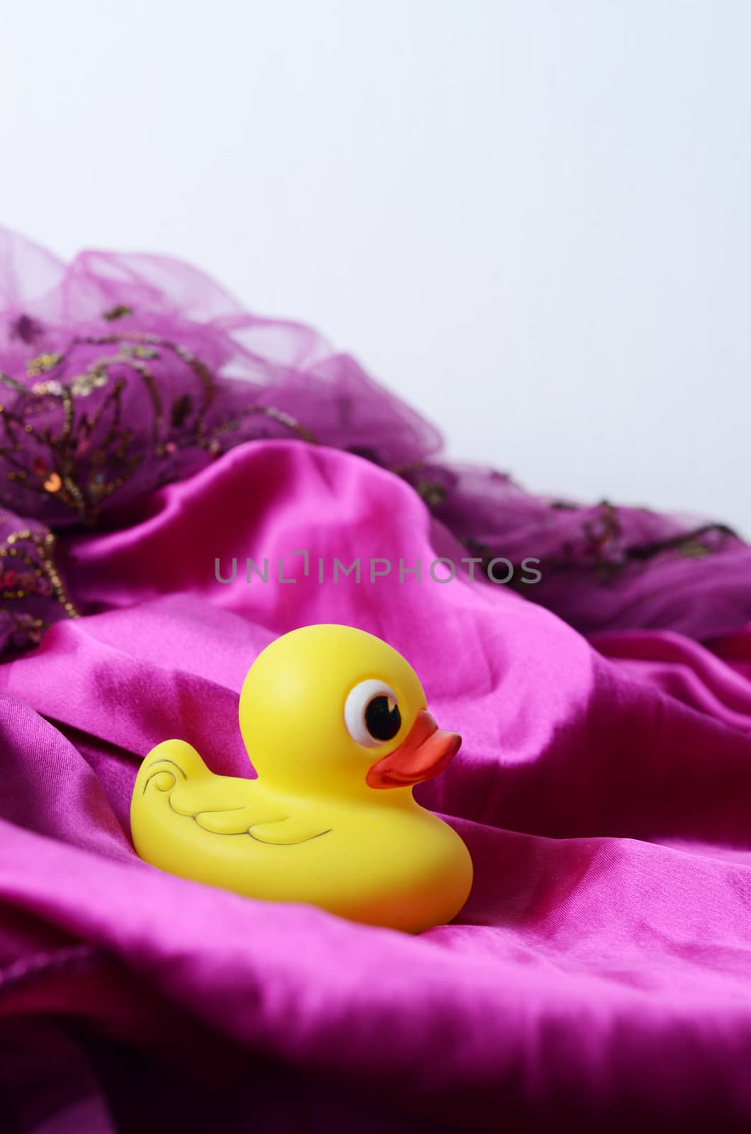 yellow duck