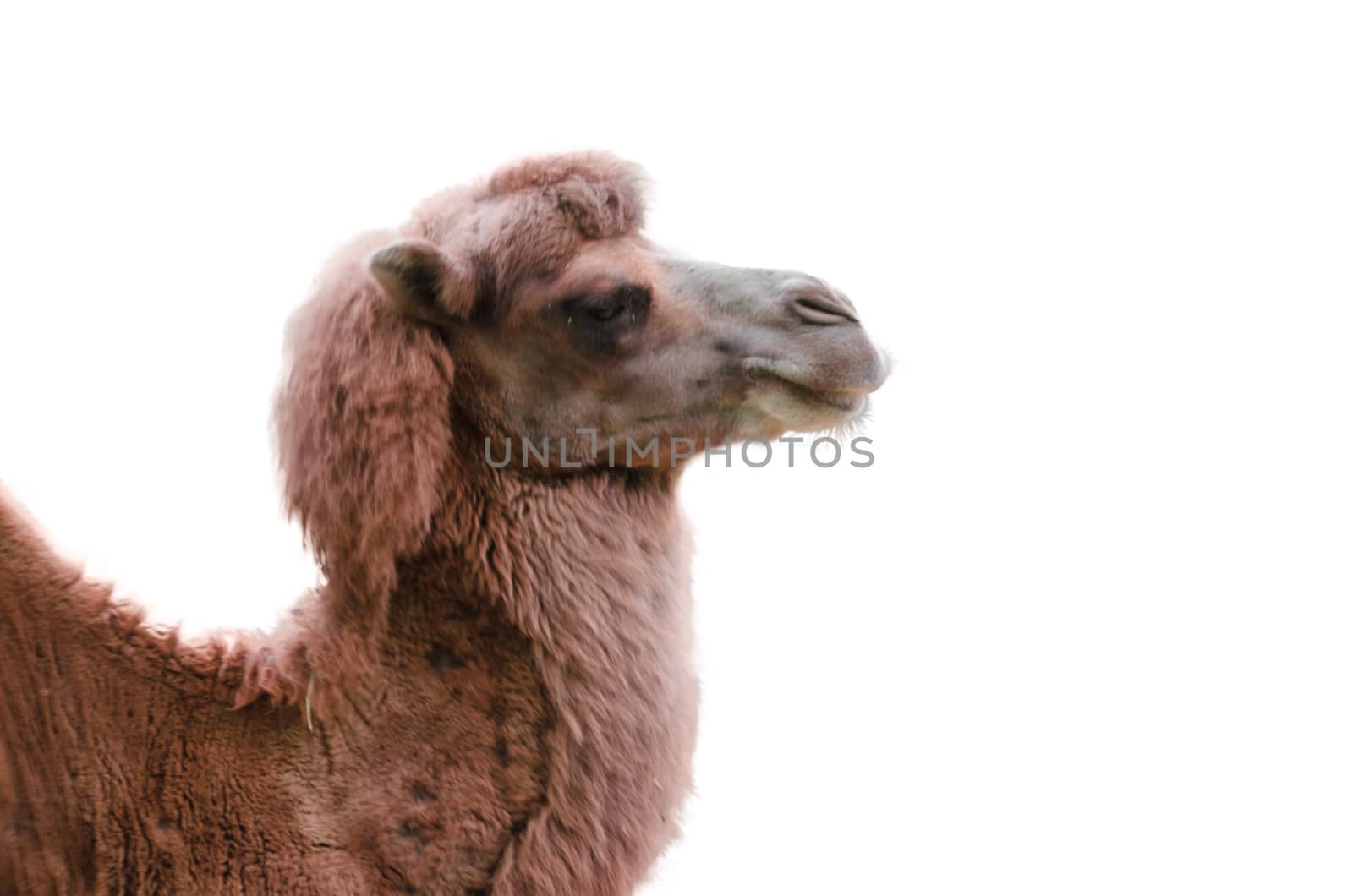 Sahara camel, dromedary by JFsPic