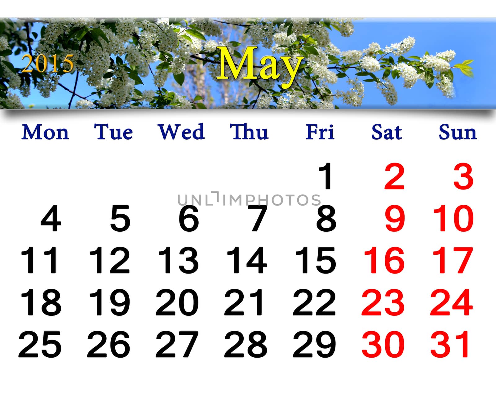 calendar for May of 2015 year on the background of spring bird cherry tree