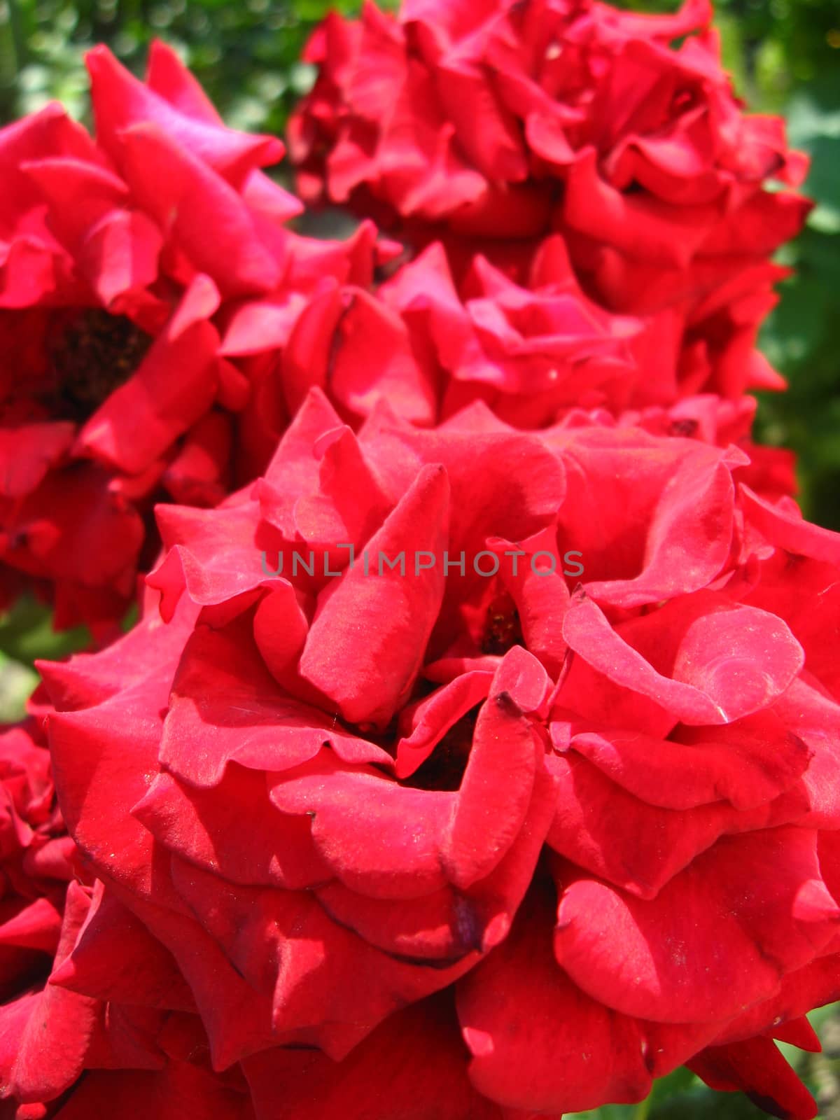 bush of the beautiful and tender red roses