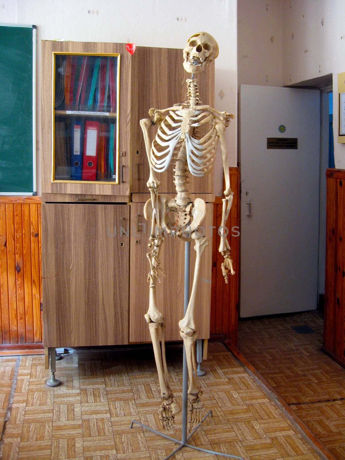 skeleton in the empty class of anatomy