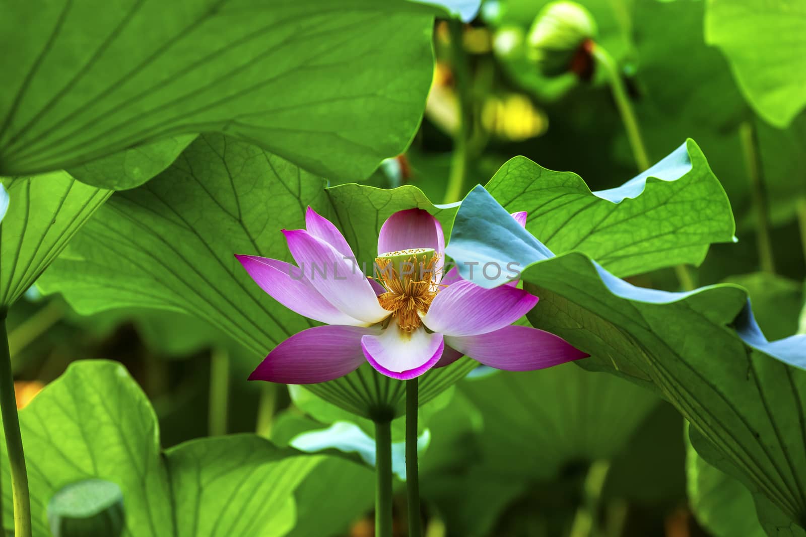 Pink Lotus Flower Stamen Lily Pads Close Up  Lotus Pond Summer Palace Beijing China