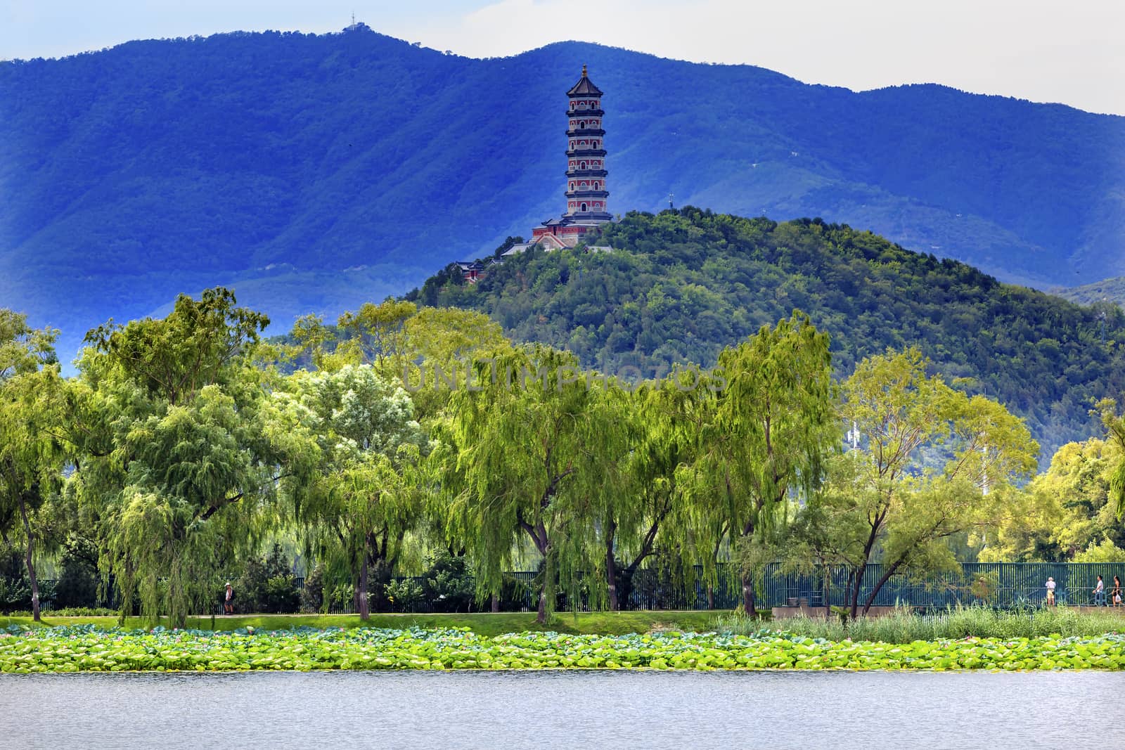 Yue Feng Pagonda Pink Lotus Pads Garden Willow Trees Summer Palace Beijing China