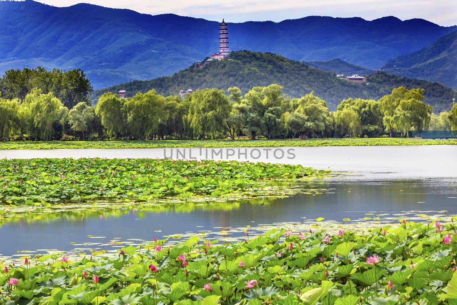 Pink Lotus Pads Garden Reflection Summer Palace Beijing China