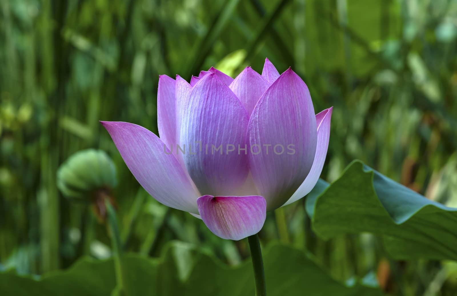 Pink Lotus Flower Lily Pads Close Up  Lotus Pond Summer Palace Beijing China