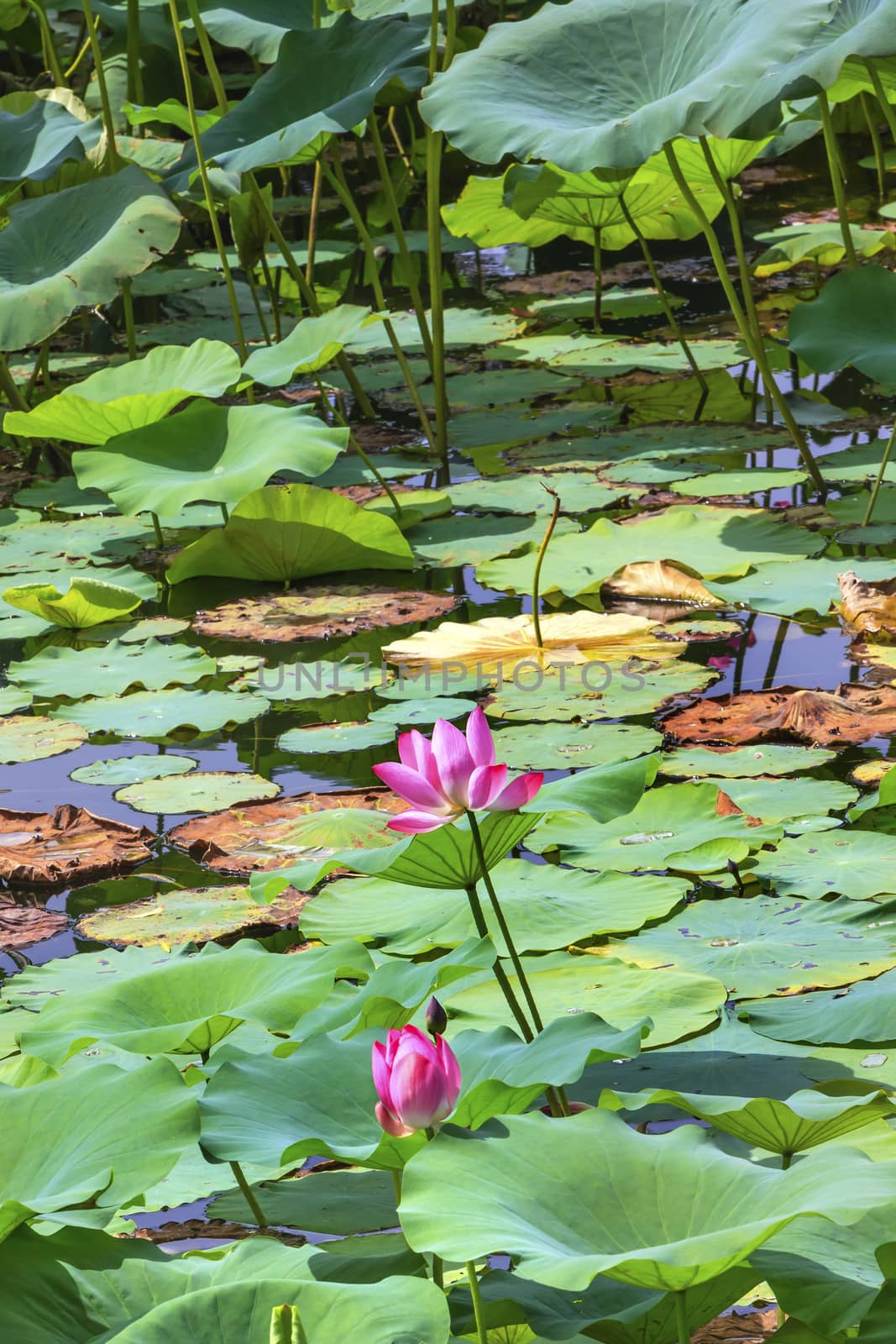 Pink Lotus Flower Lily Pads Garden Beijing China by bill_perry