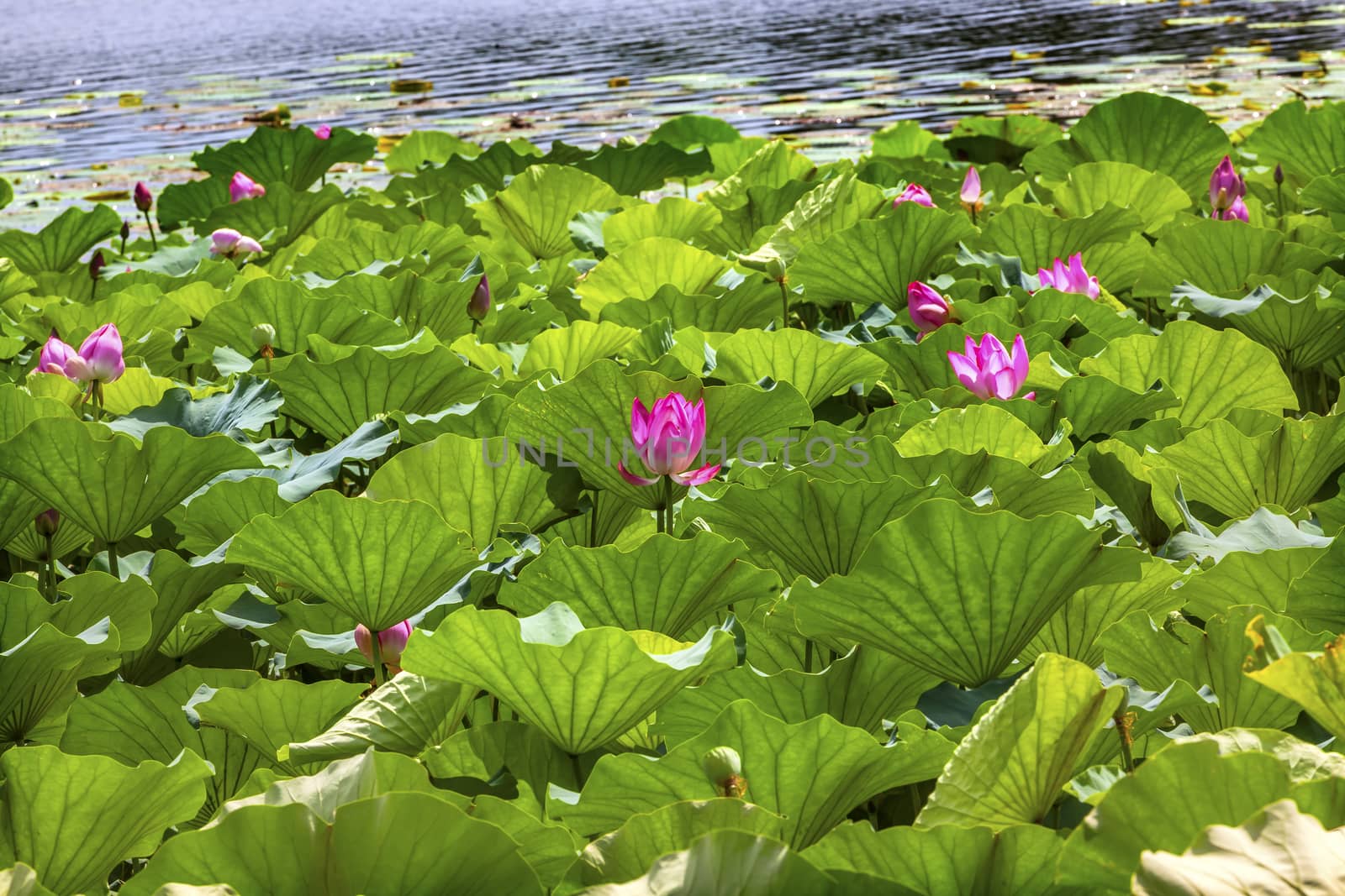 Pink Lotus Pads Garden Reflection Summer Palace Beijing China