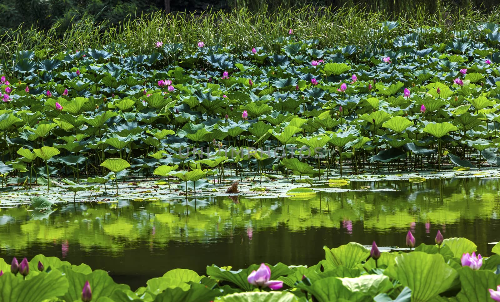 Lotus Garden Reflection Summer Palace Beijing China by bill_perry