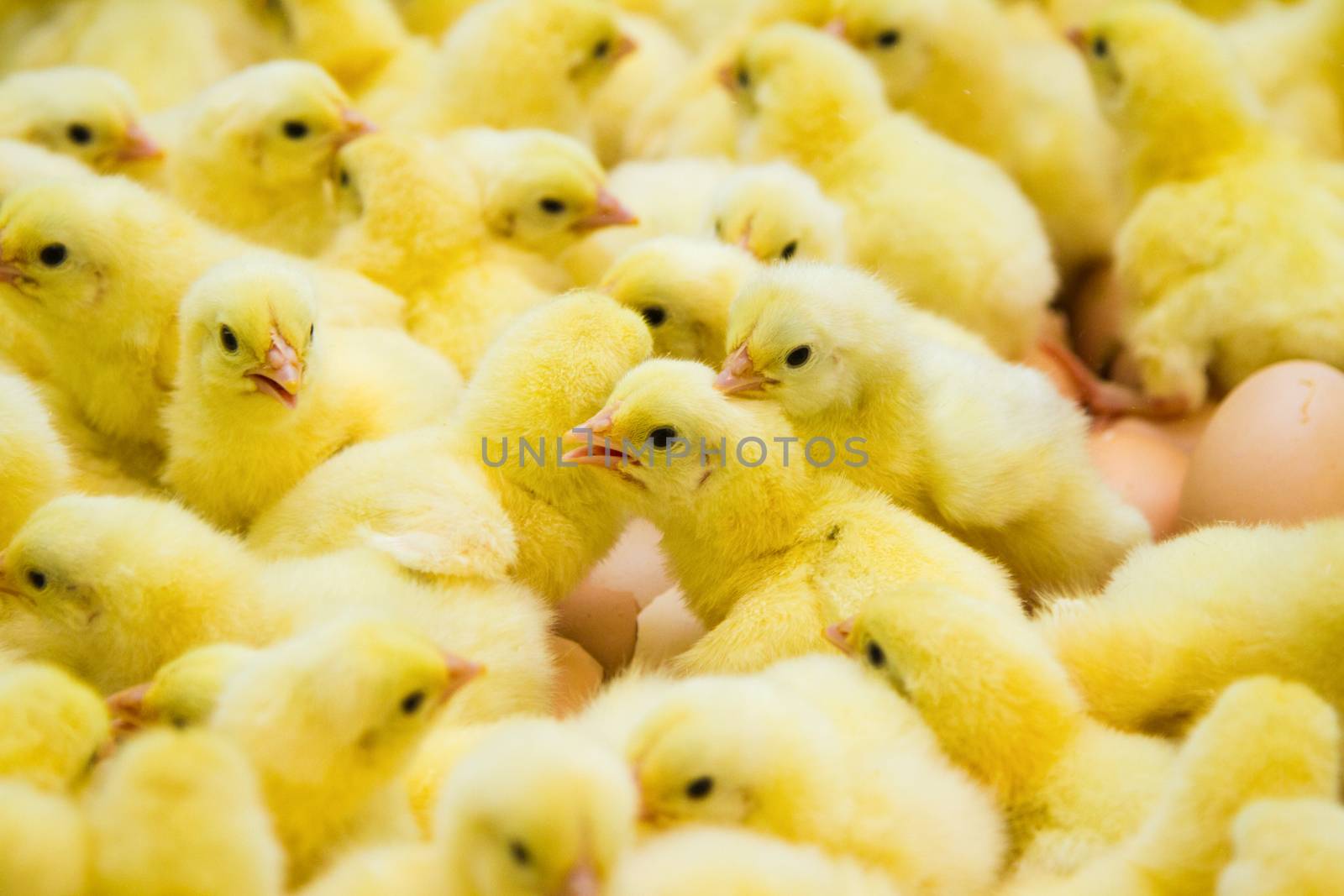 Newly hatched chicks by grigorenko