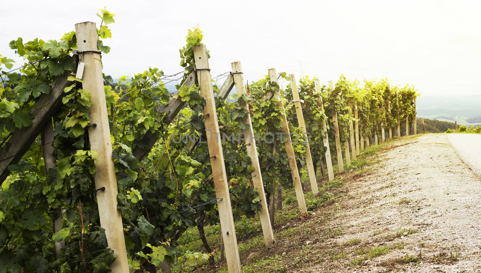 Small vineyard by photosampler