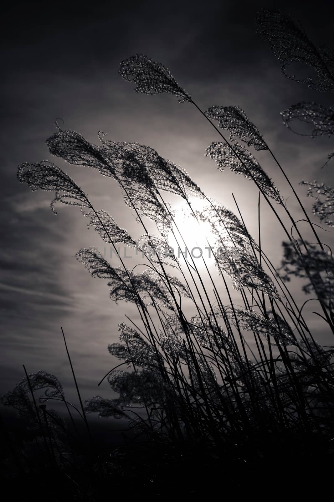 Sunset plant silhouette on blue sky