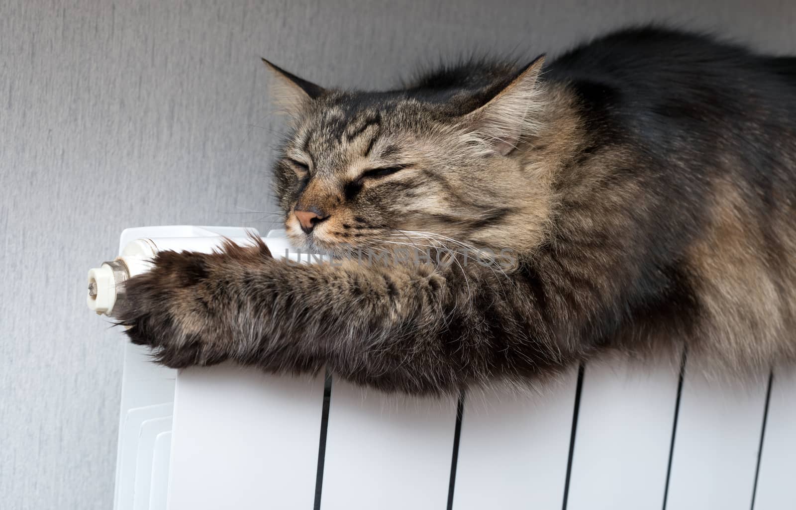 Tabby cat lying a warm radiator by DNKSTUDIO