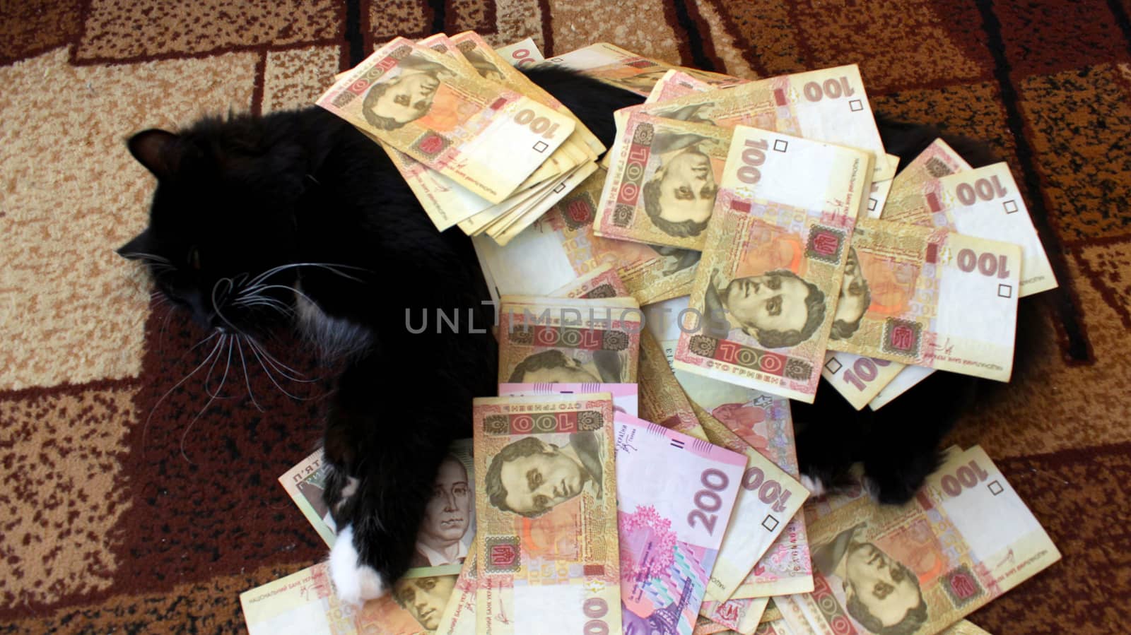 black cat lying on the carpet with Ukrainian money