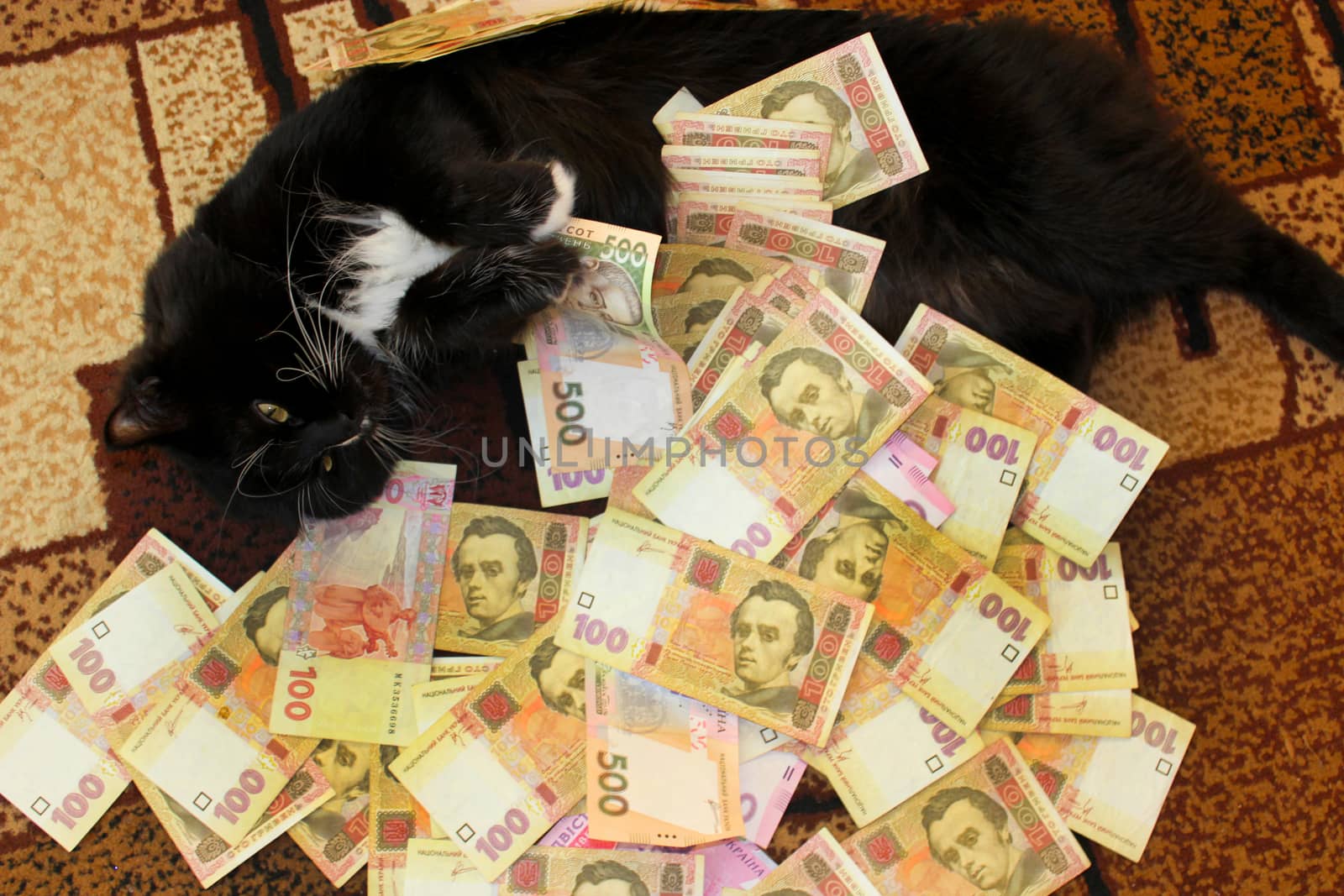 cat lying on the carpet with Ukrainian money by alexmak