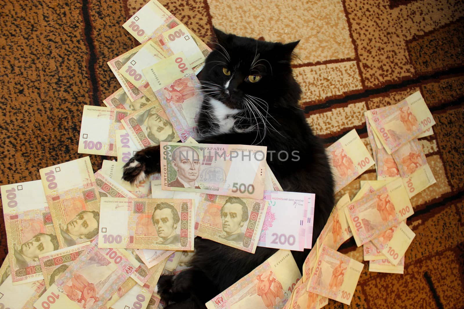 cat lying on the carpet with Ukrainian money by alexmak