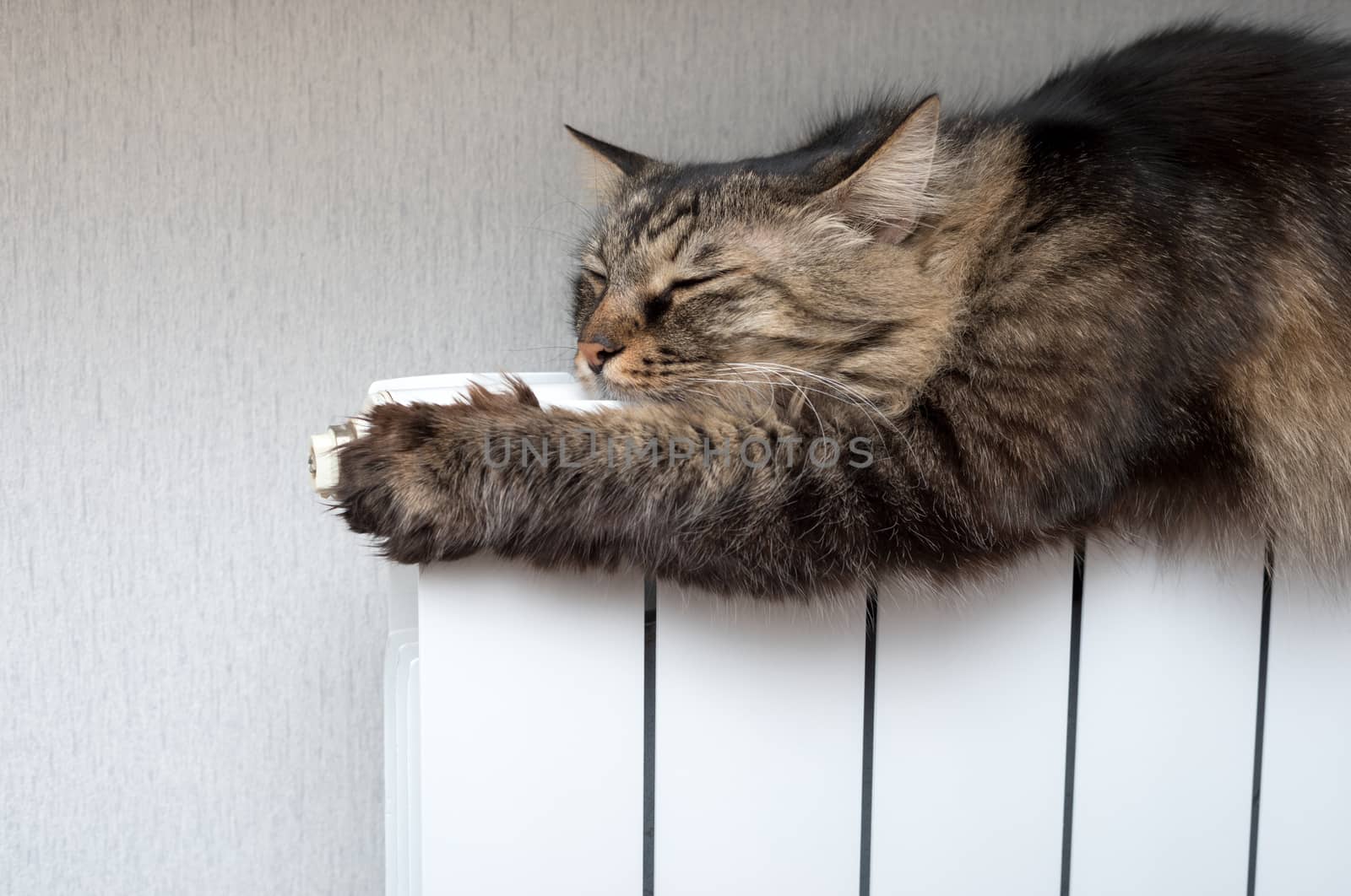Tabby cat lying a warm radiator by DNKSTUDIO