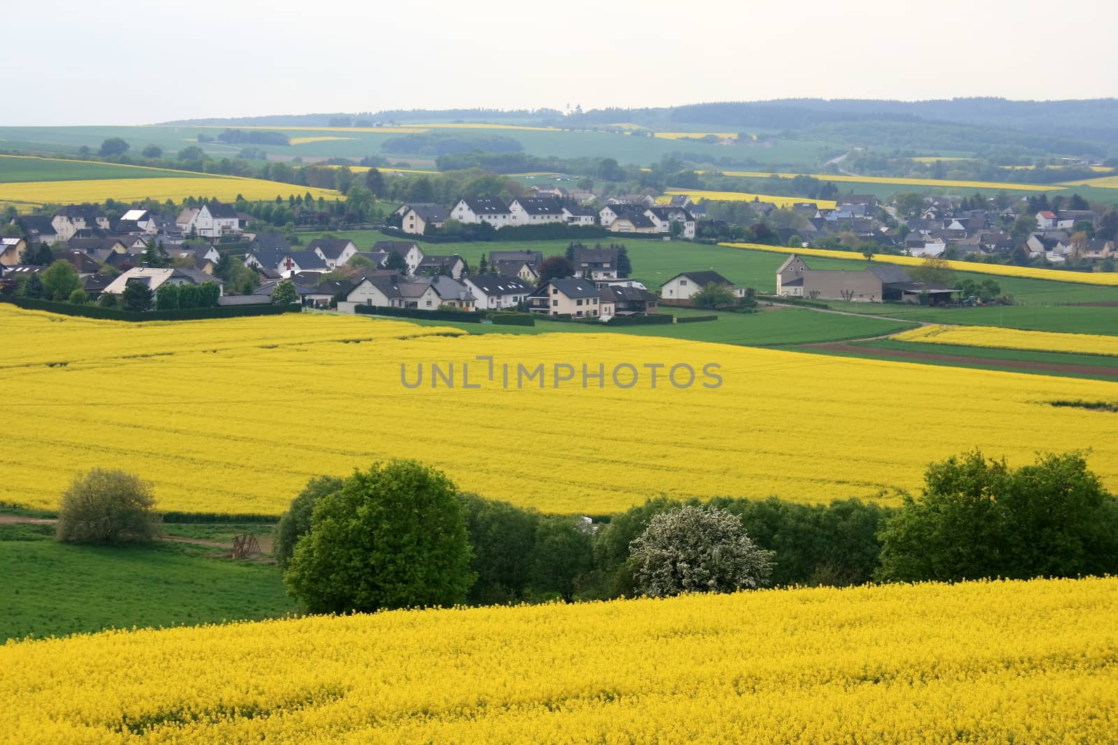 Yellow flowering canola field with village in background