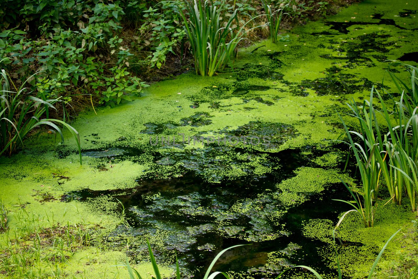 Biotope living place for plants by gwolters