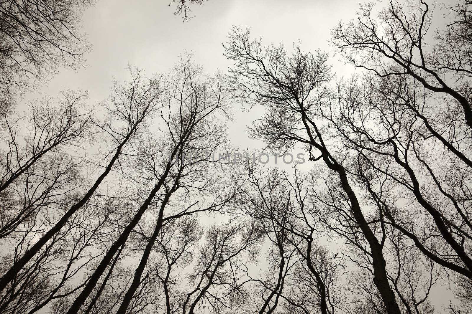 Bare trees of an autumn forest