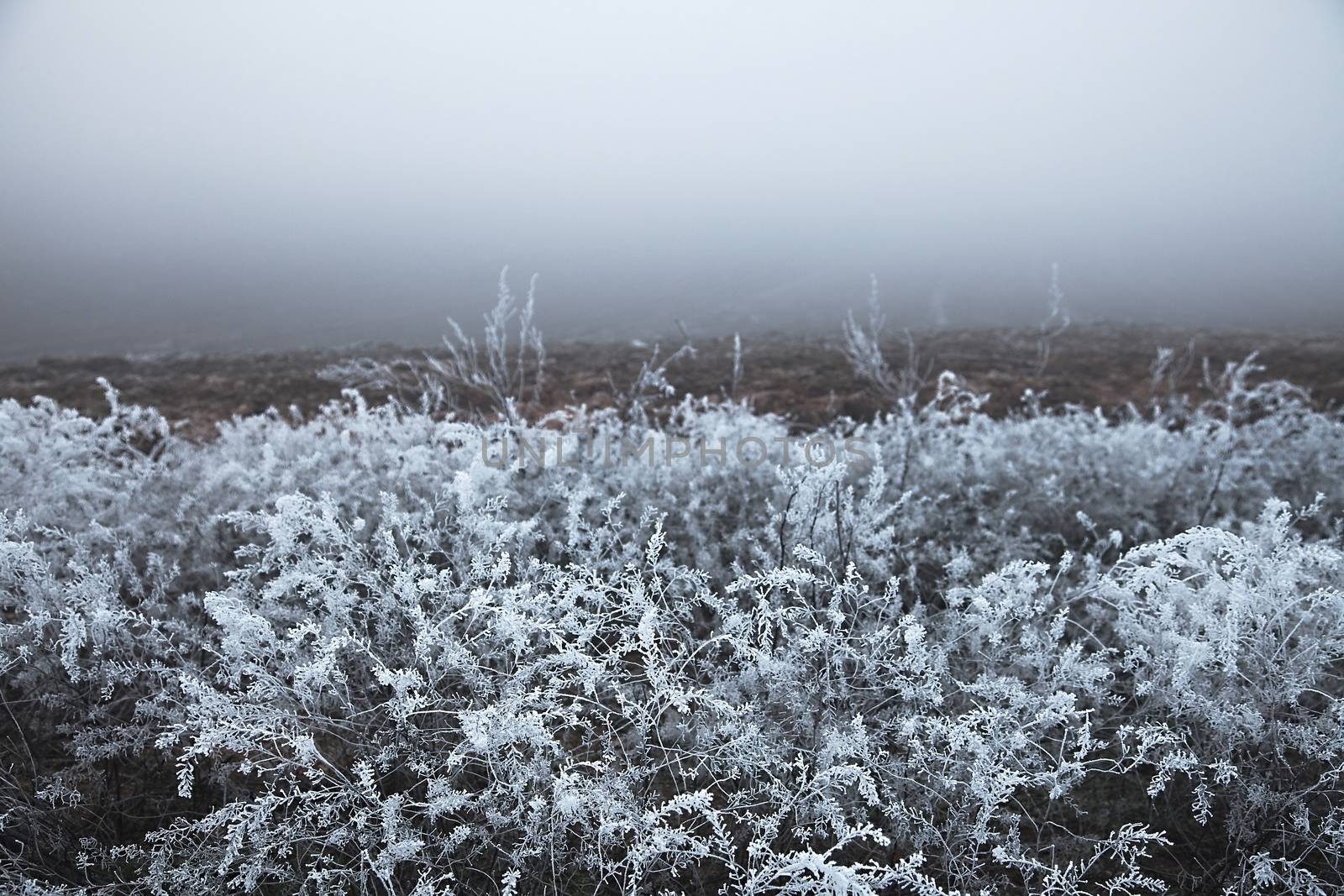 Winter field by Gudella