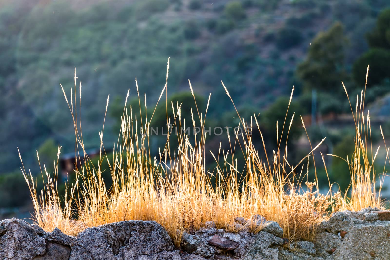 Tufts of dry grass taken on sunset