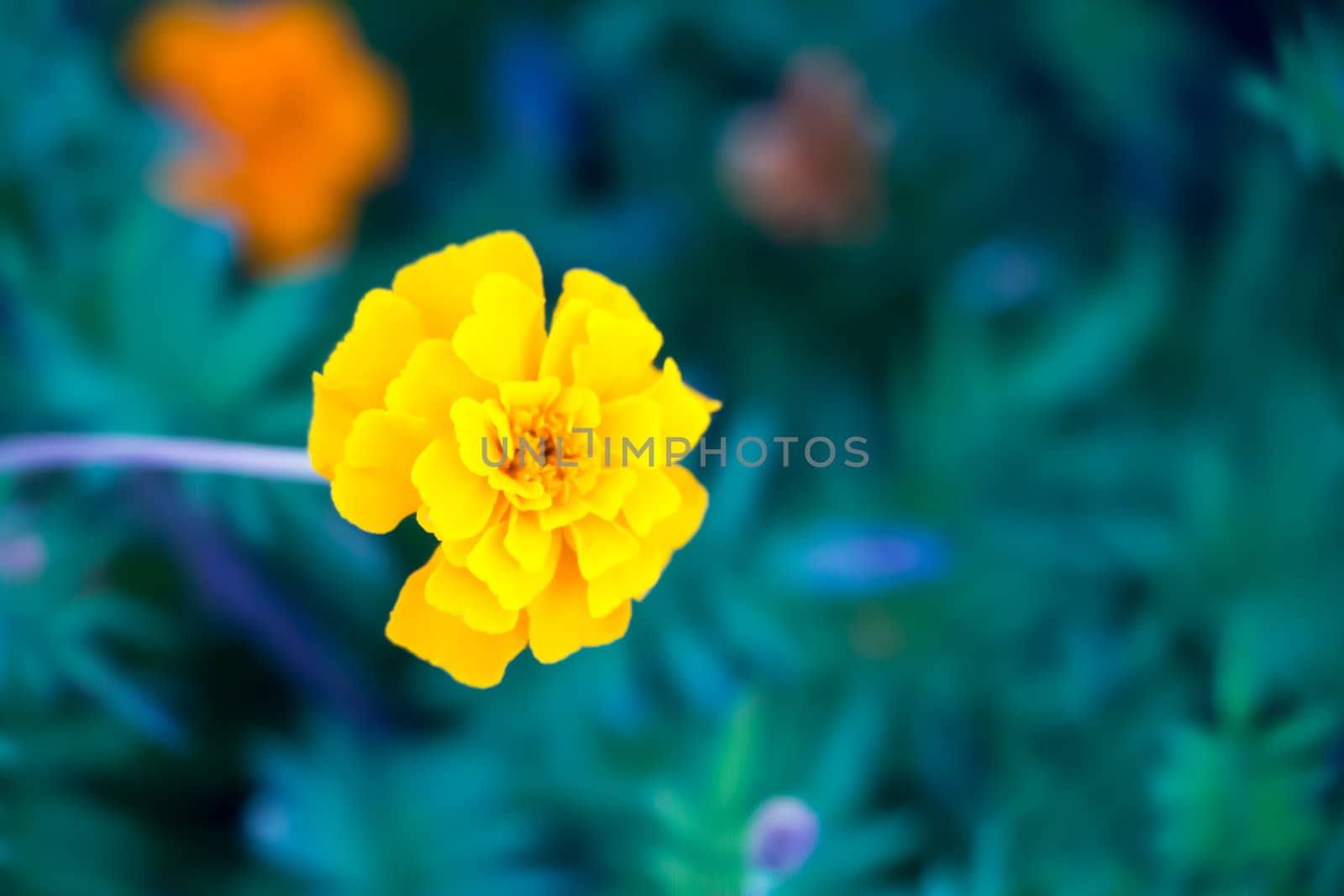 Yellow Gerbera on a dark background a