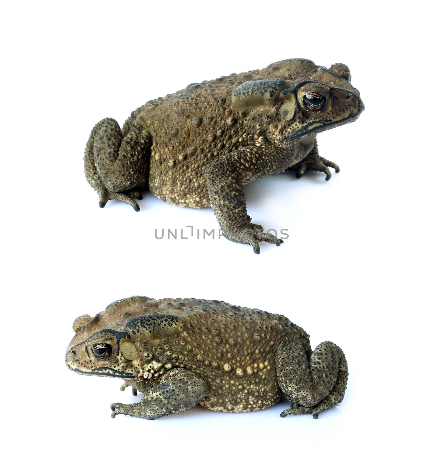 Toad isolate on a white background by yod67