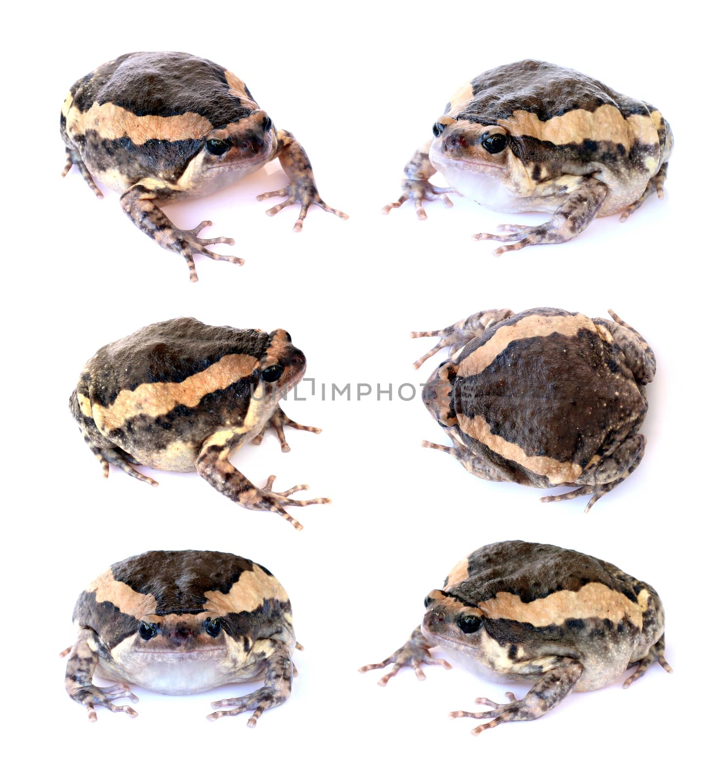 Bullfrog set isolate on a white background