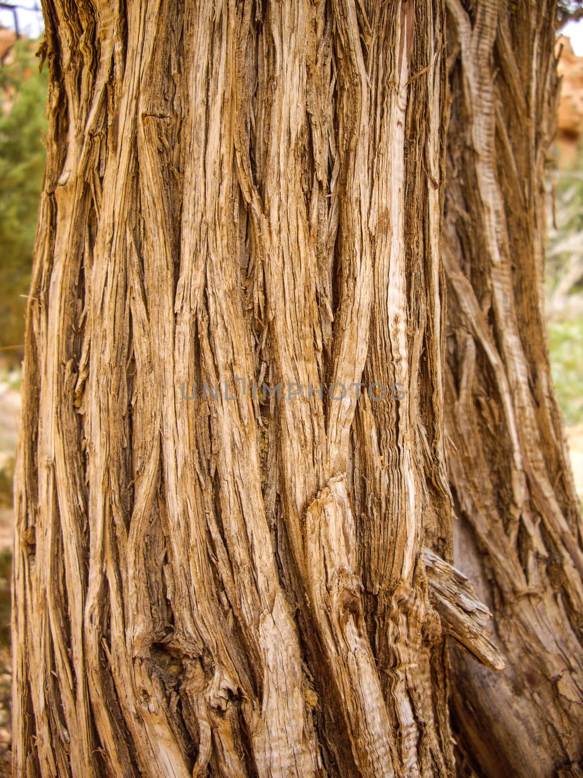 Dry fibers of old tree bark in Bryce Canyon by emattil