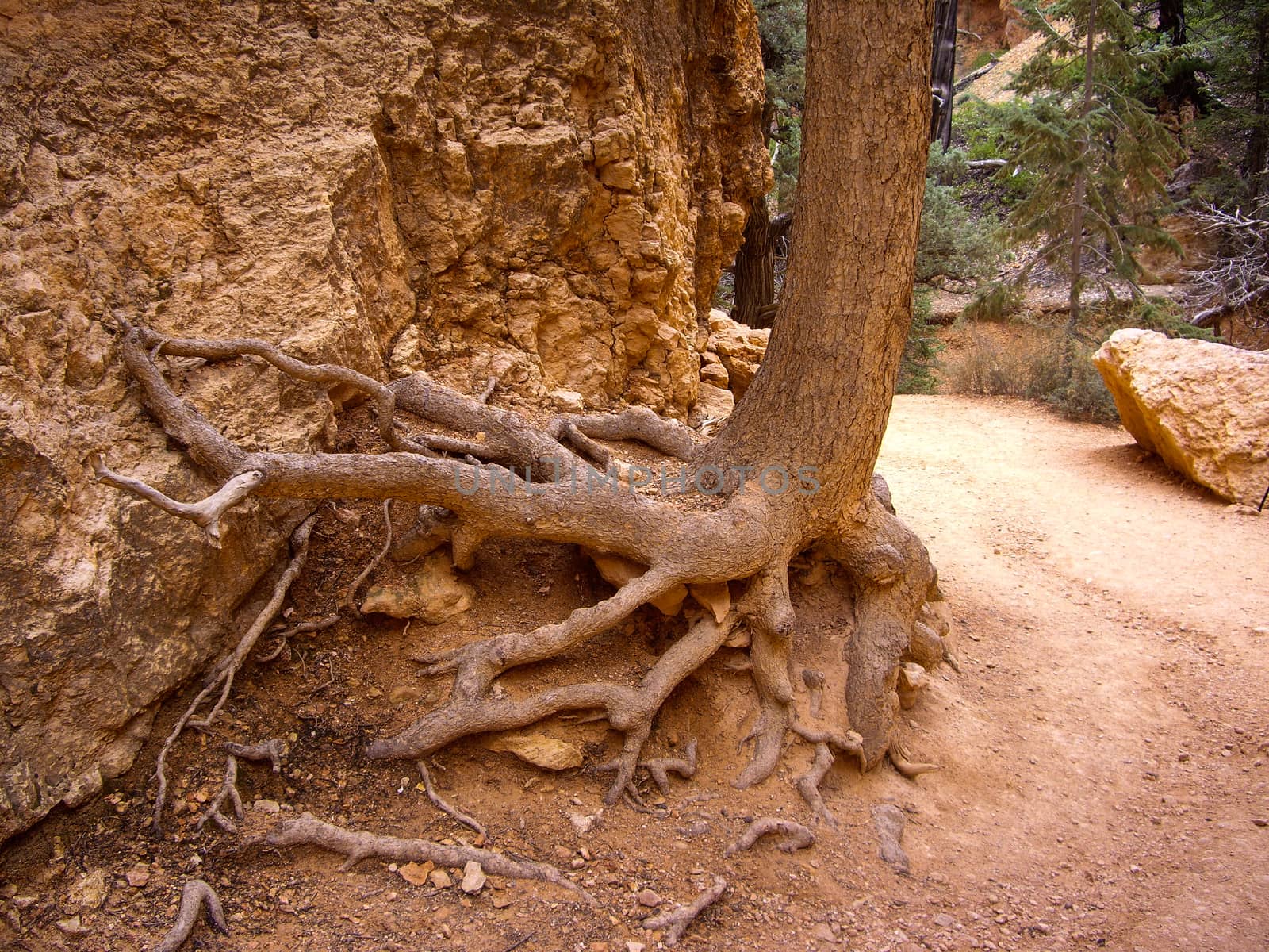 Tree roots cling to crumbling sandstone by emattil