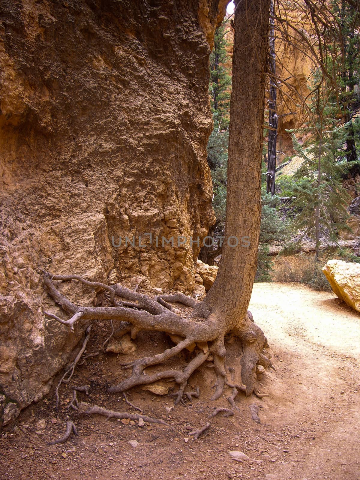 Tree with exposed roots on desert trail by emattil