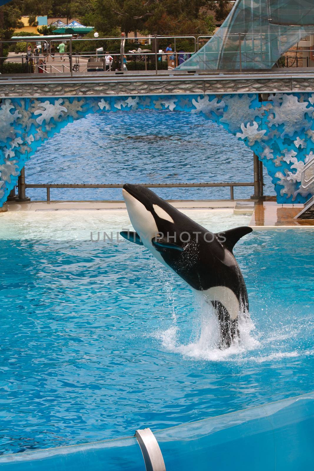 Killer Whale performing at Sea World by Roka