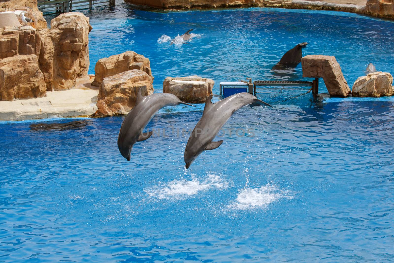 Dolphin Show at Sea World by Roka