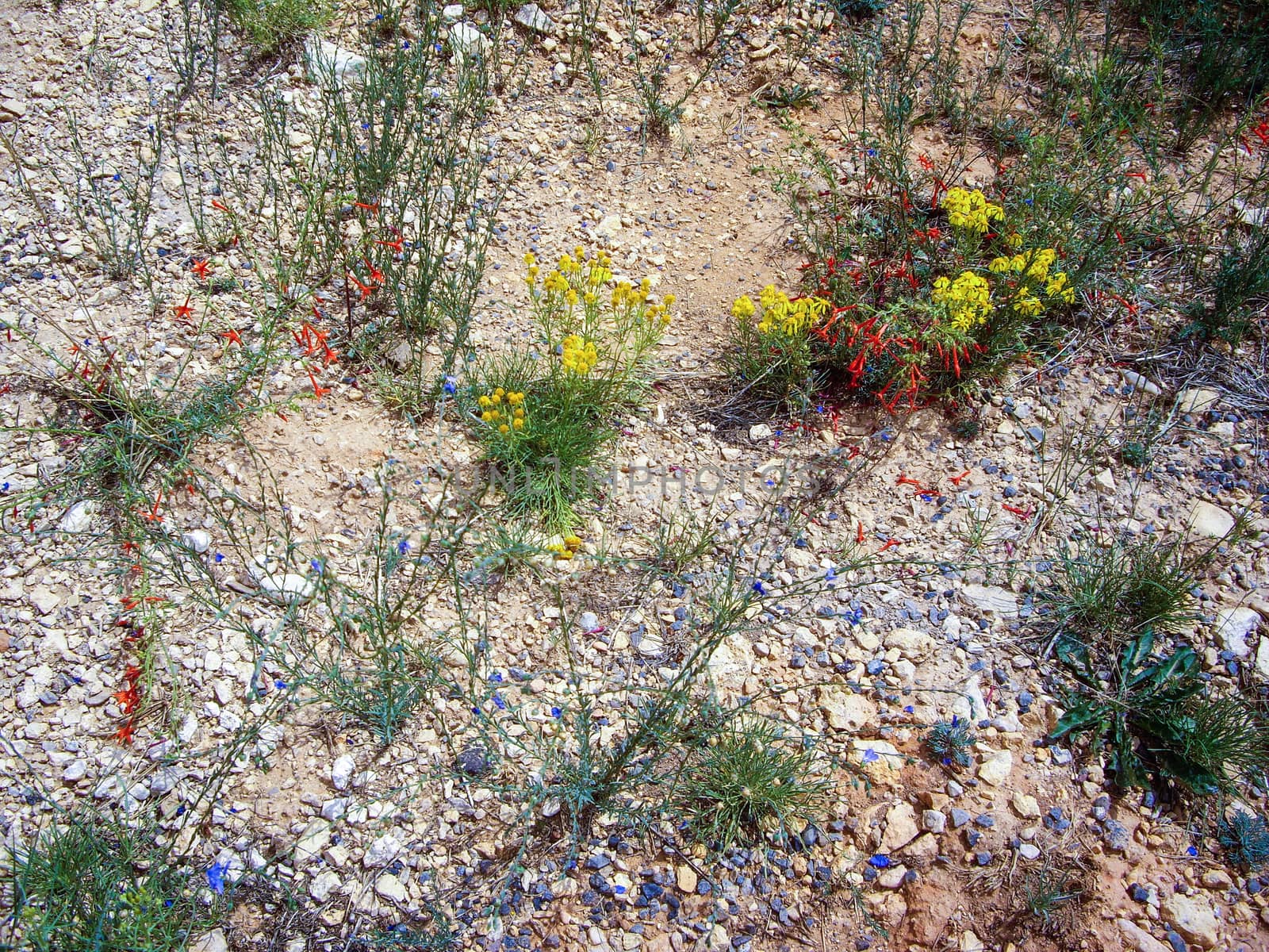 Colorful flora of Southwest desert