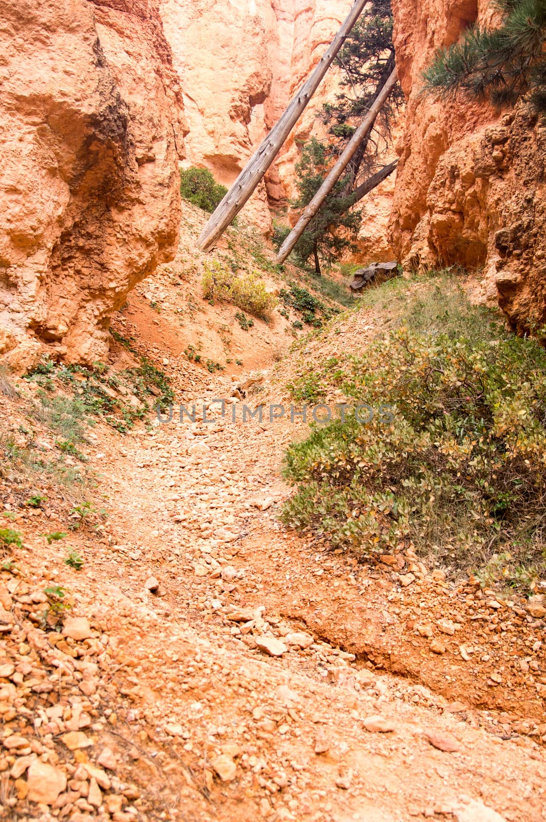 Rock trail with trees in Bryce Canyon by emattil